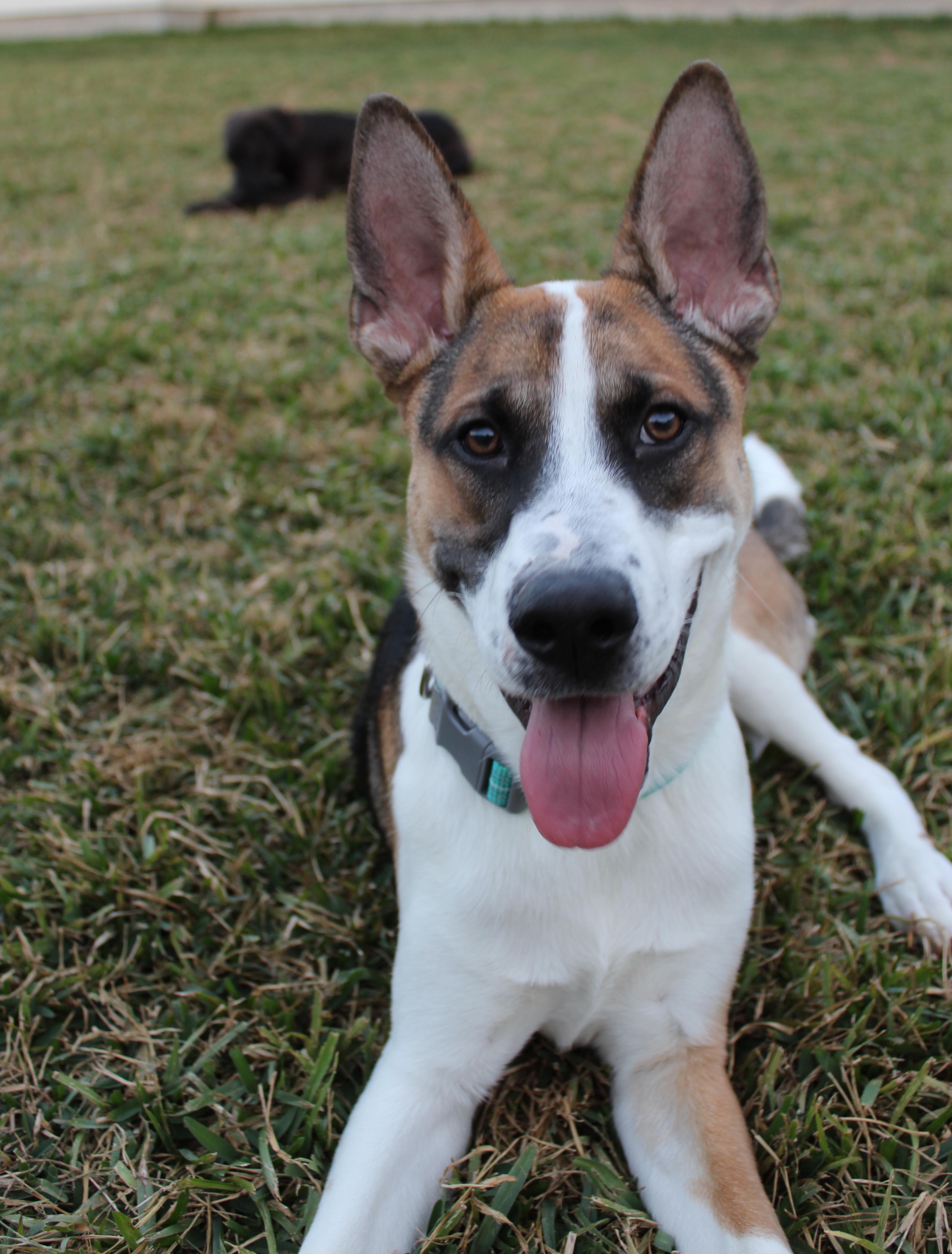 Jaxon, adoptable, Young Male German Shepherd Dog & Australian Cattle Dog / Blue Heeler.