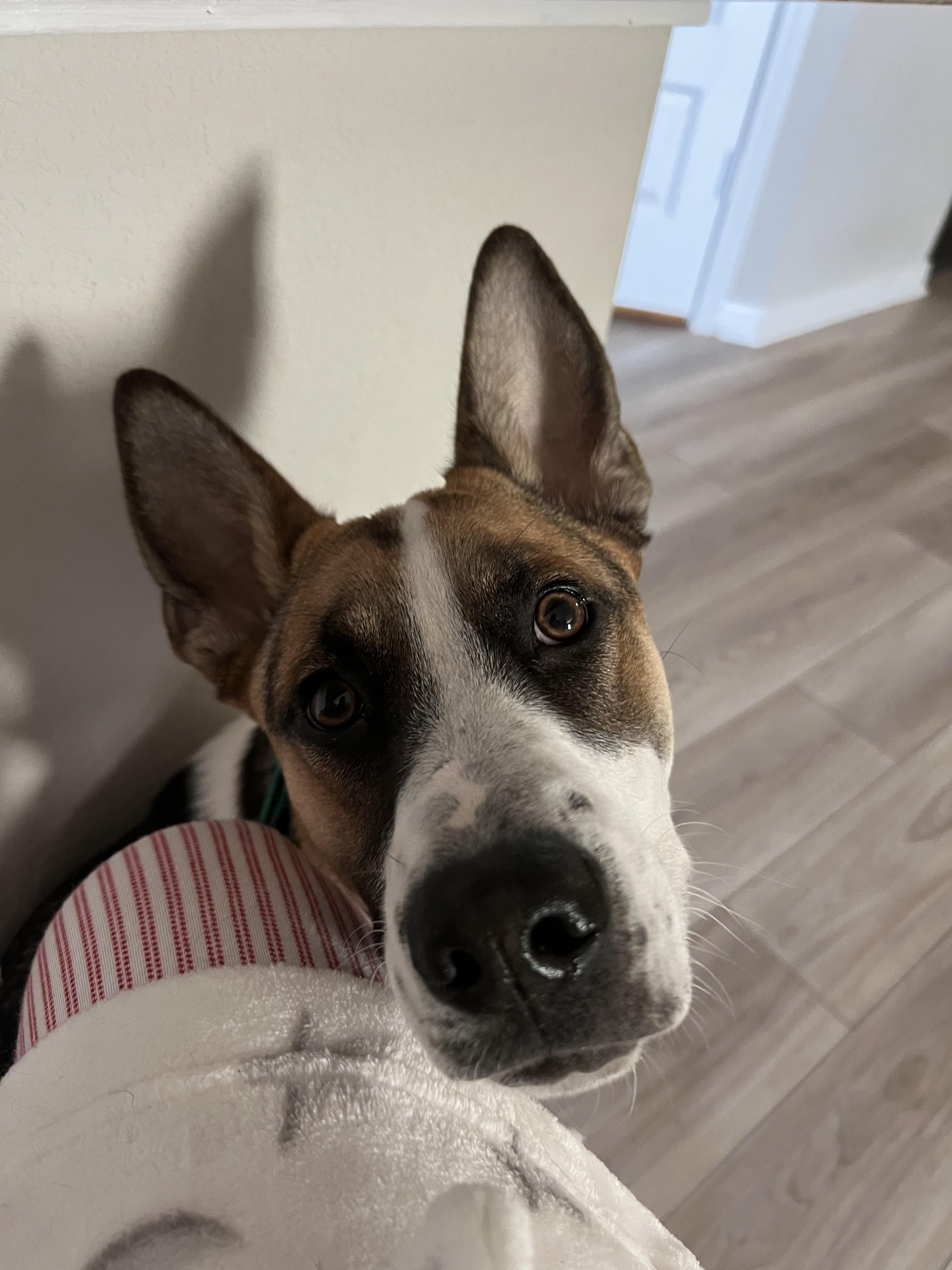 Enlarge Jaxon, an adoptable mixed breed in Bryan, TX image 5/6