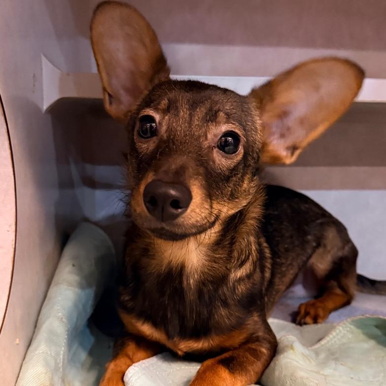 Enlarge Dish Network, a ADOPTABLE Mixed Breed in Chicago, IL image 2/4