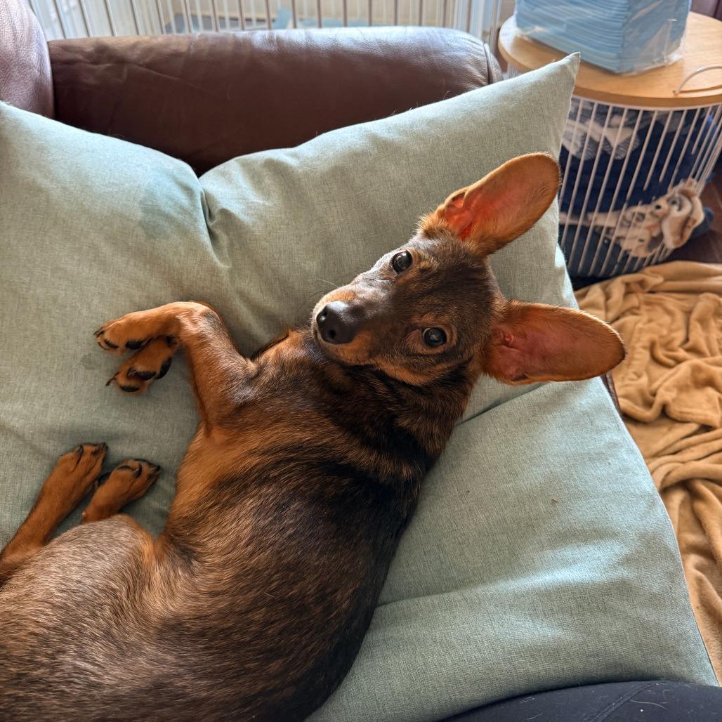 Enlarge Dish Network, a ADOPTABLE Mixed Breed in Chicago, IL image 3/4