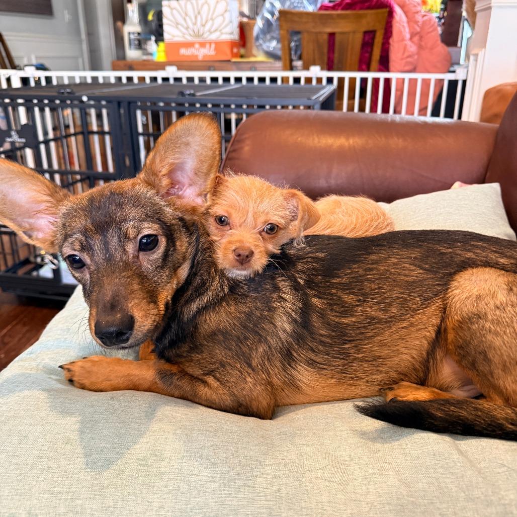 Enlarge Dish Network, a ADOPTABLE Mixed Breed in Chicago, IL image 4/4