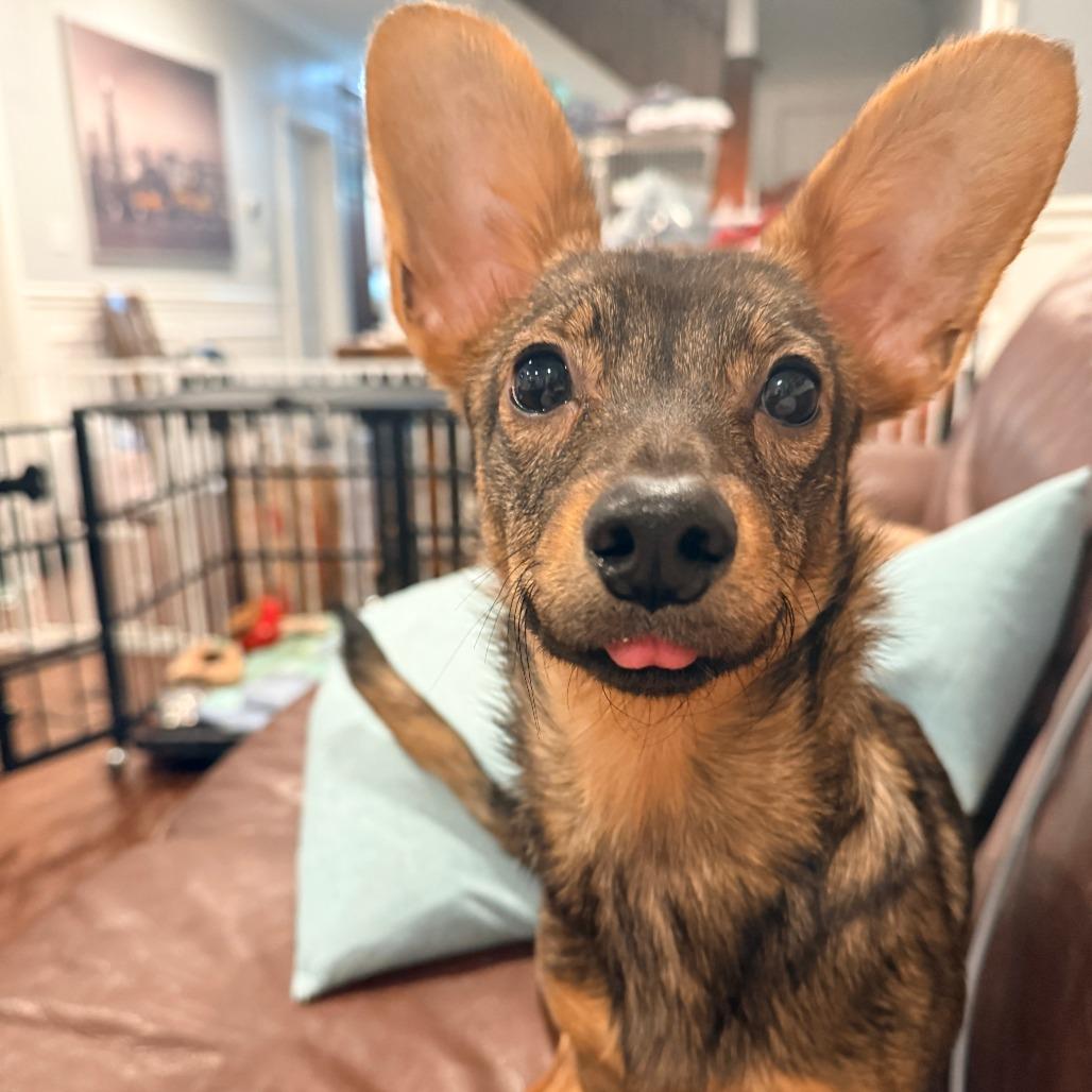 Dish Network, ADOPTABLE, Young Male Mixed Breed.