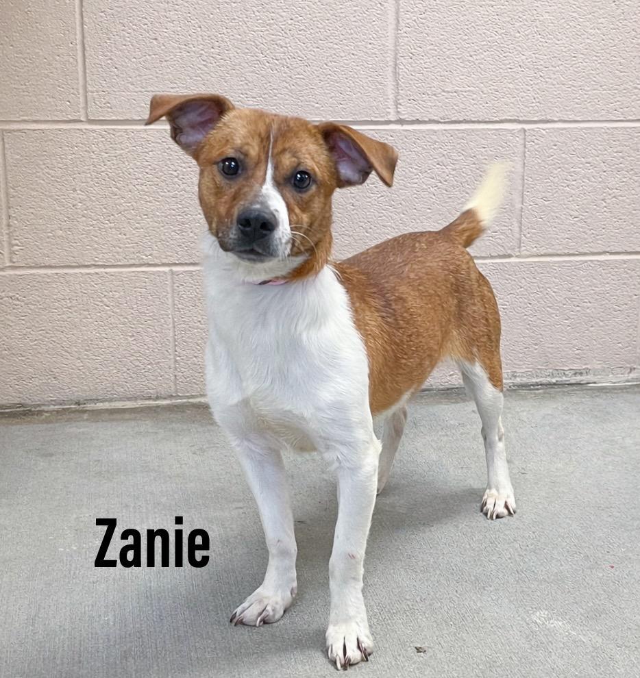 Zanie, Adoptable, Young Male Boston Terrier & Chihuahua.