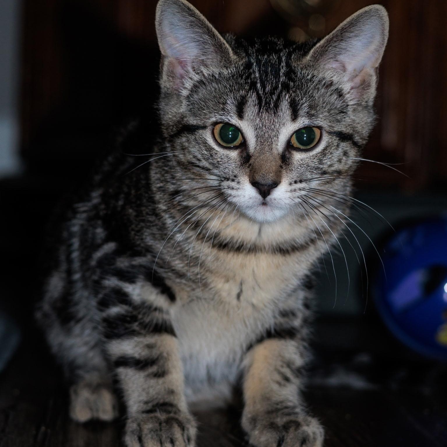 Enlarge Olivia, an adopted Domestic Short Hair in Fort Worth, TX image 2/3