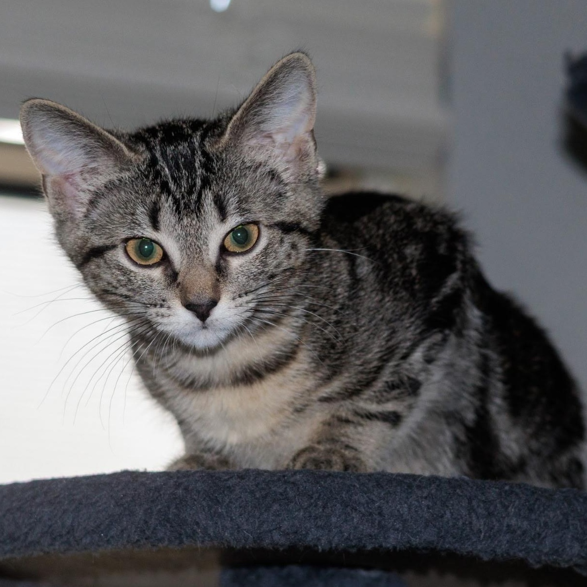Enlarge Olivia, an adopted Domestic Short Hair in Fort Worth, TX image 3/3