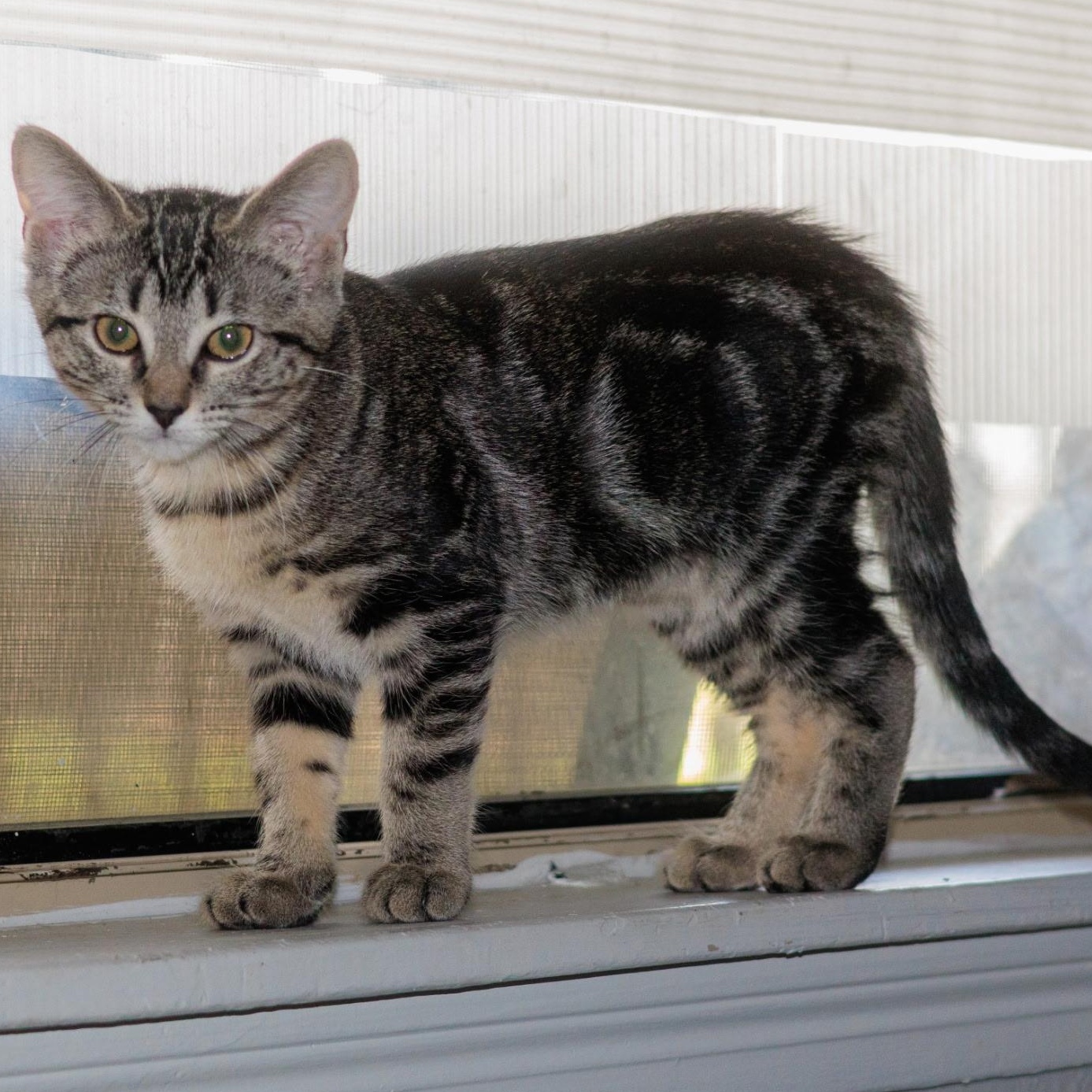 Olivia, adopted, Young Female Domestic Short Hair.
