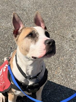 Millie — thumbnail 2