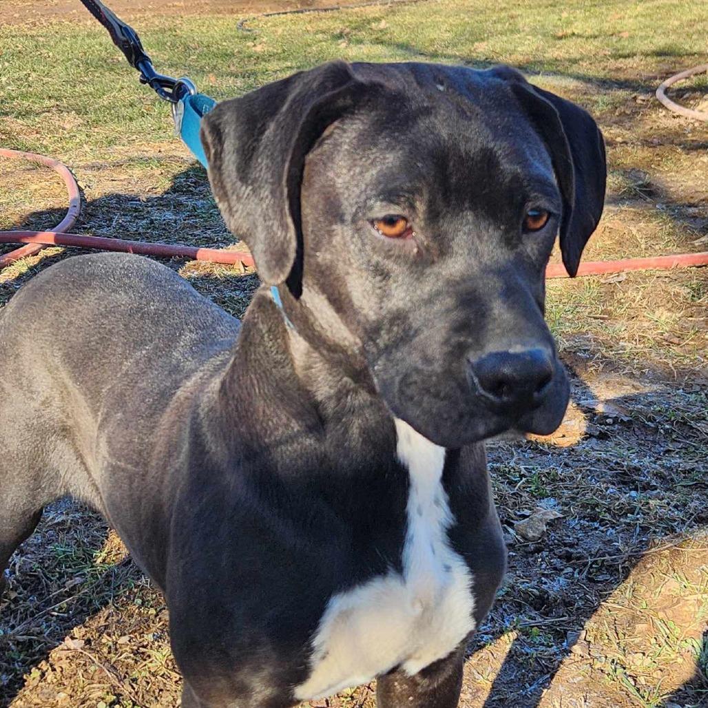 Moo, Adoptable, Young Male Boxer & Redbone Coonhound.