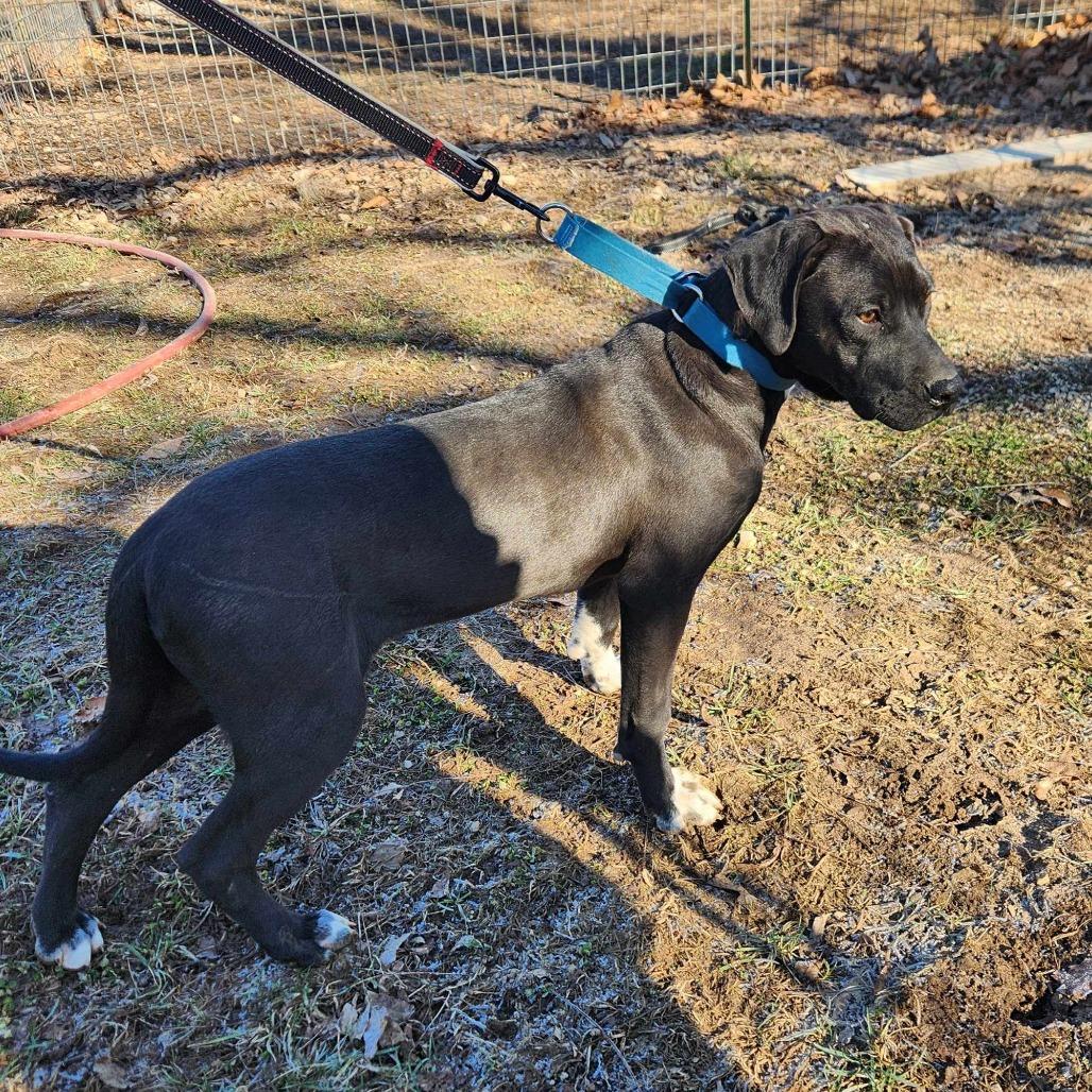 Moo, a Adoptable mixed breed in Washburn, MO image 2/4
