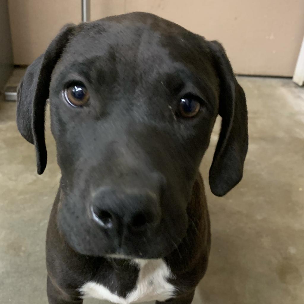 Moo, a Adoptable mixed breed in Washburn, MO image 3/4