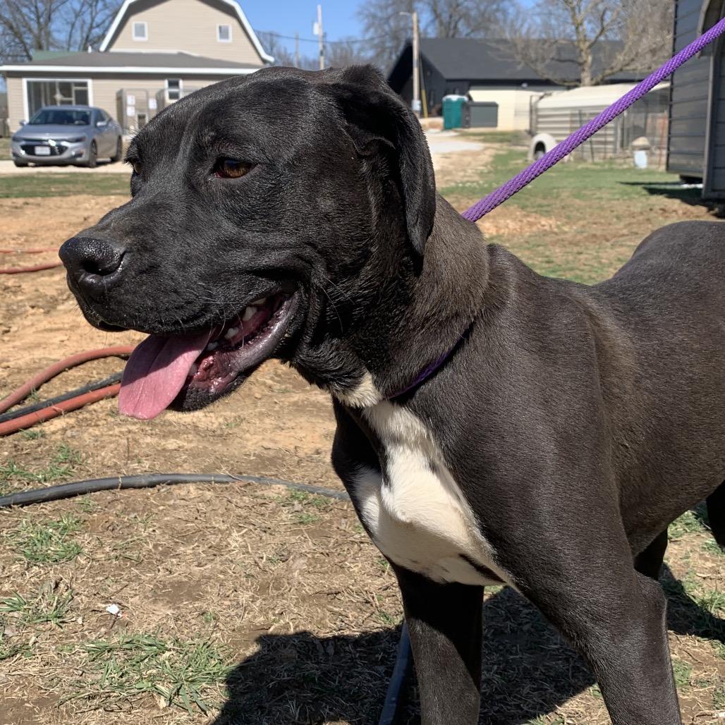 Moo, a Adoptable mixed breed in Washburn, MO image 4/4