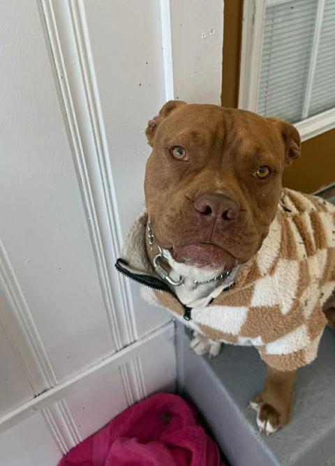 Bubba *Courtesy post. Out of town pet. See below for details*