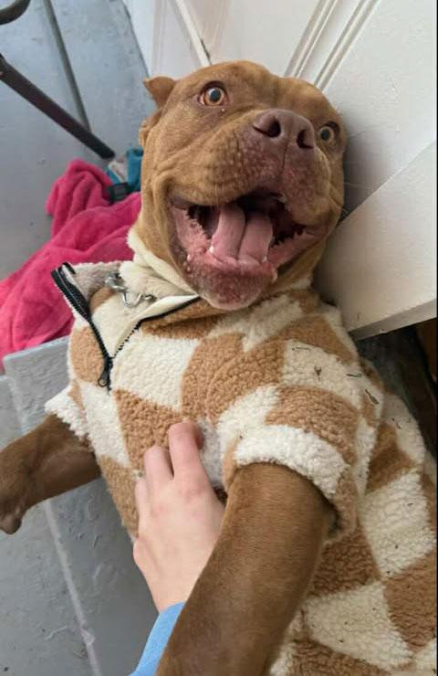 Bubba *Courtesy post. Out of town pet. See below for details*