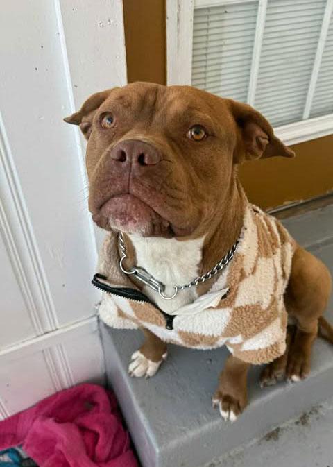 Bubba *Courtesy post. Out of town pet. See below for details*