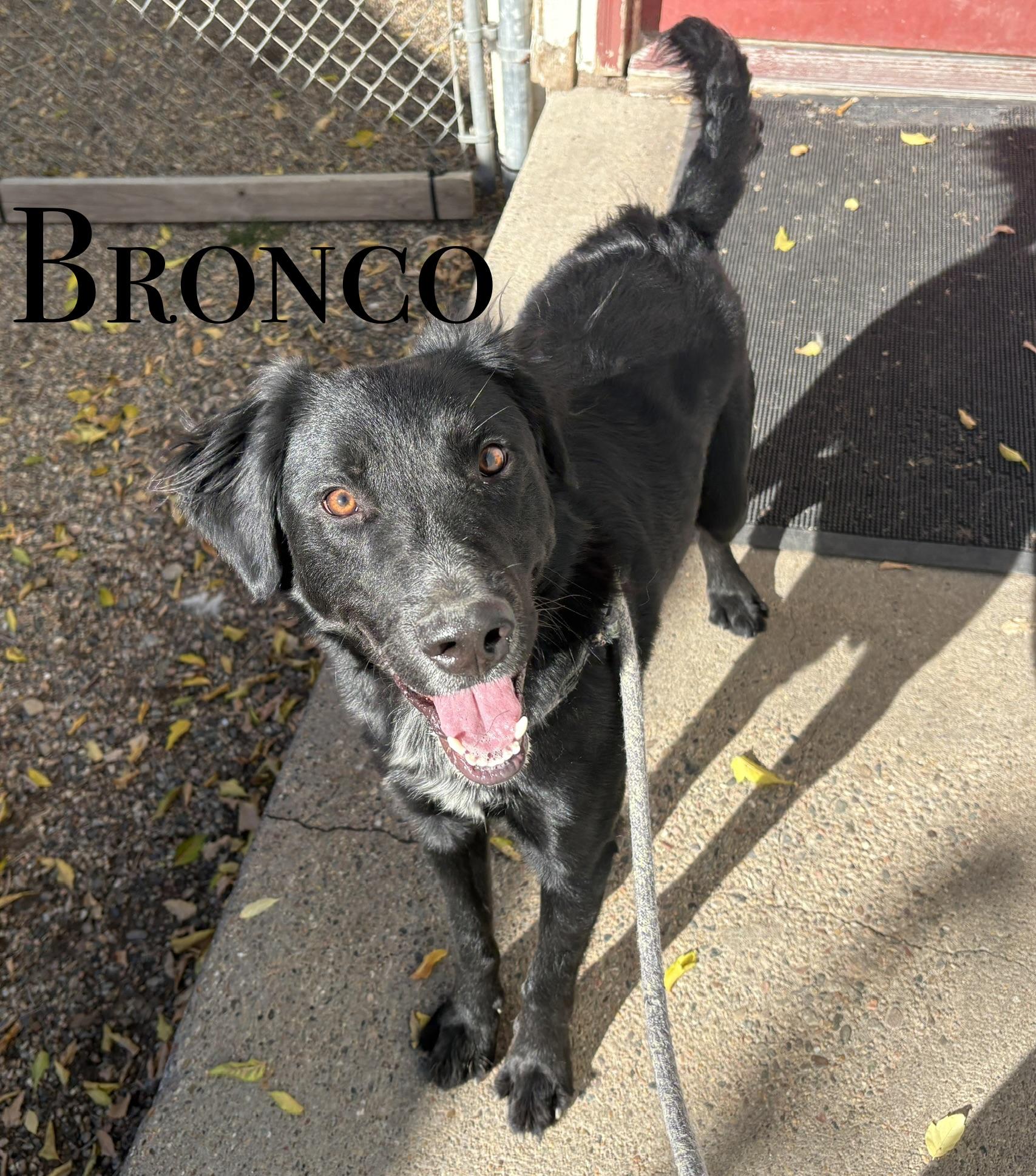 Bronco, Adoptable, Adult Male Labrador Retriever.
