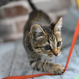 Enlarge Cabbage, a Adoptable mixed breed in Appleton, WI image 4/6