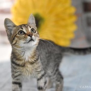 Enlarge Cabbage, a Adoptable mixed breed in Appleton, WI image 6/6