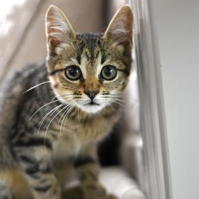 Cabbage, Adoptable, Young Female Domestic Short Hair.