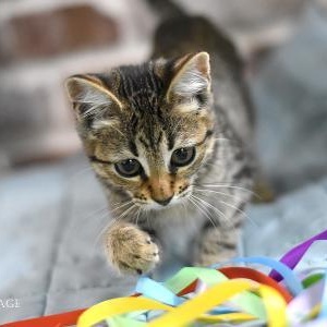 Enlarge Cabbage, a Adoptable mixed breed in Appleton, WI image 5/6