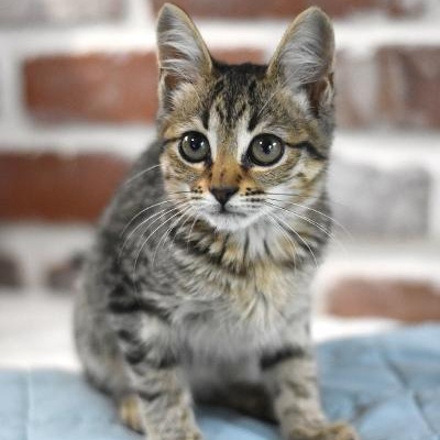 Enlarge Cabbage, a Adoptable mixed breed in Appleton, WI image 2/6