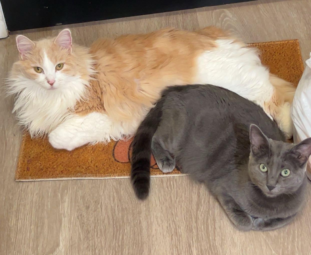 Cashmere, Adoptable, Adult Female Domestic Short Hair.