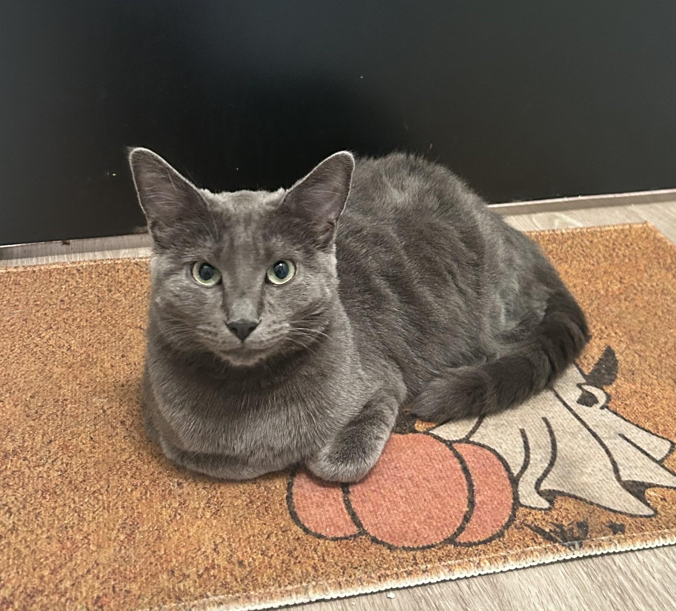 Enlarge Cashmere, a Adoptable Domestic Short Hair in Saanichton, BC image 2/6