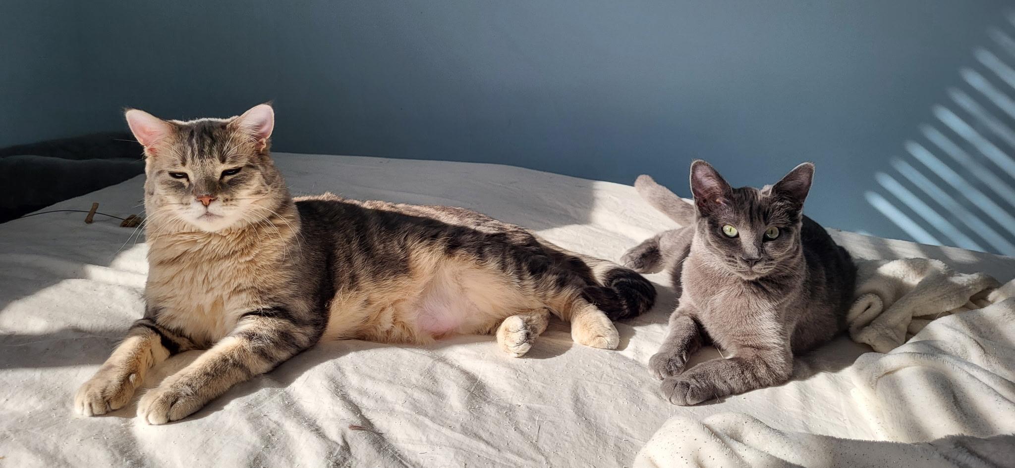 Enlarge Cashmere, a Adoptable Domestic Short Hair in Saanichton, BC image 4/6