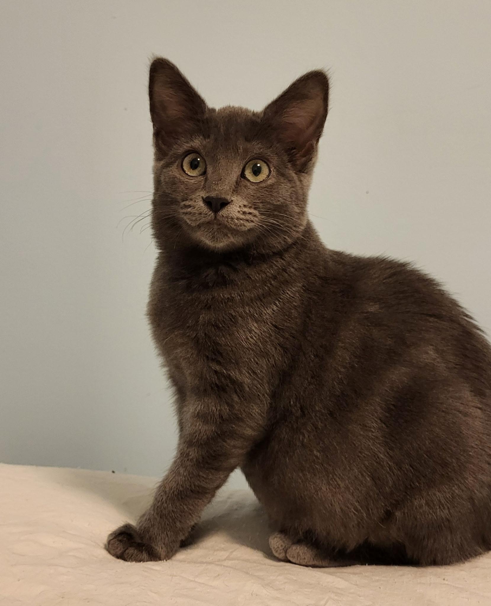 Enlarge Cashmere, a Adoptable Domestic Short Hair in Saanichton, BC image 6/6