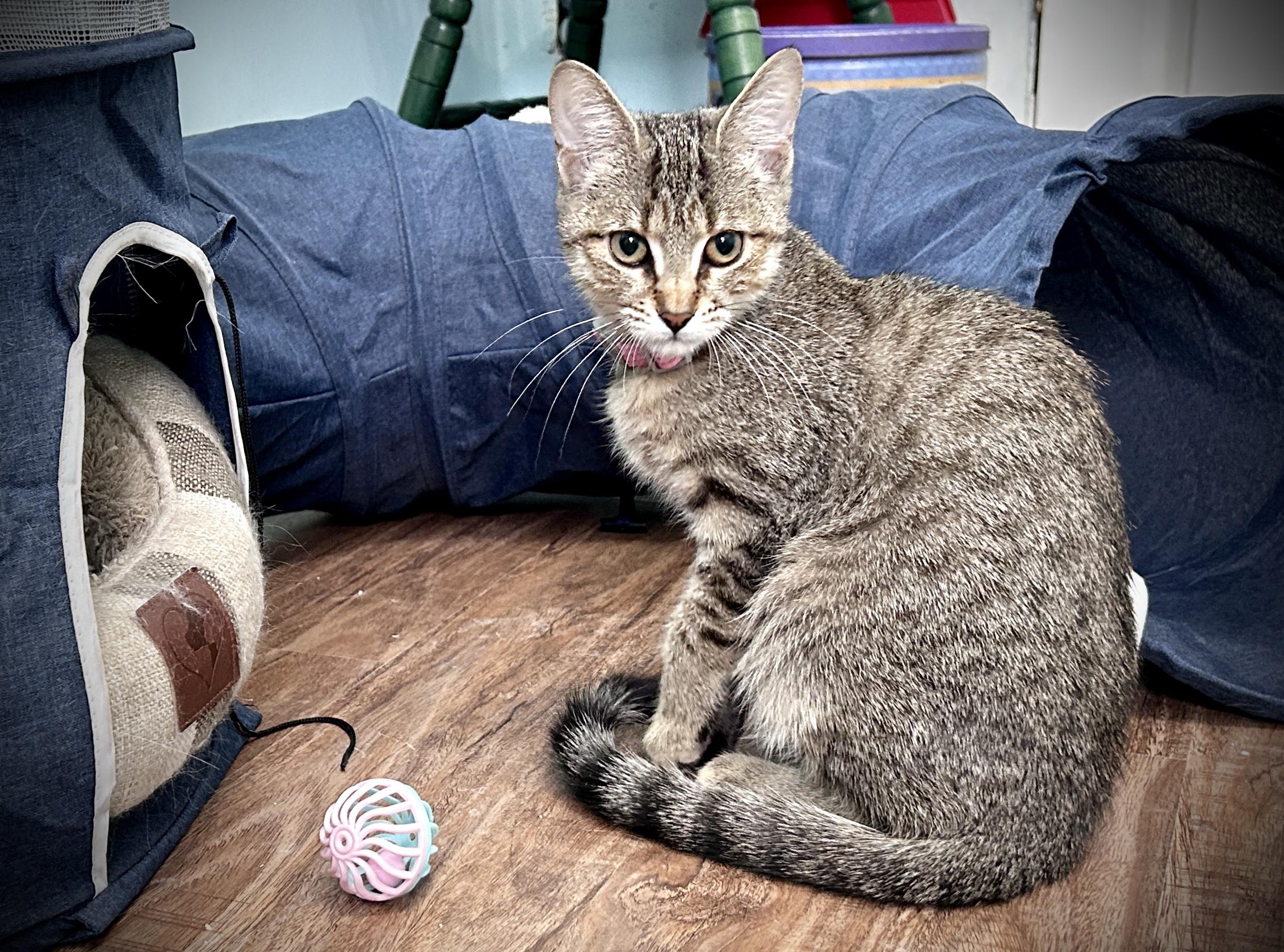 Enlarge Bambi, a ADOPTABLE Domestic Short Hair in Guelph, ON image 2/4