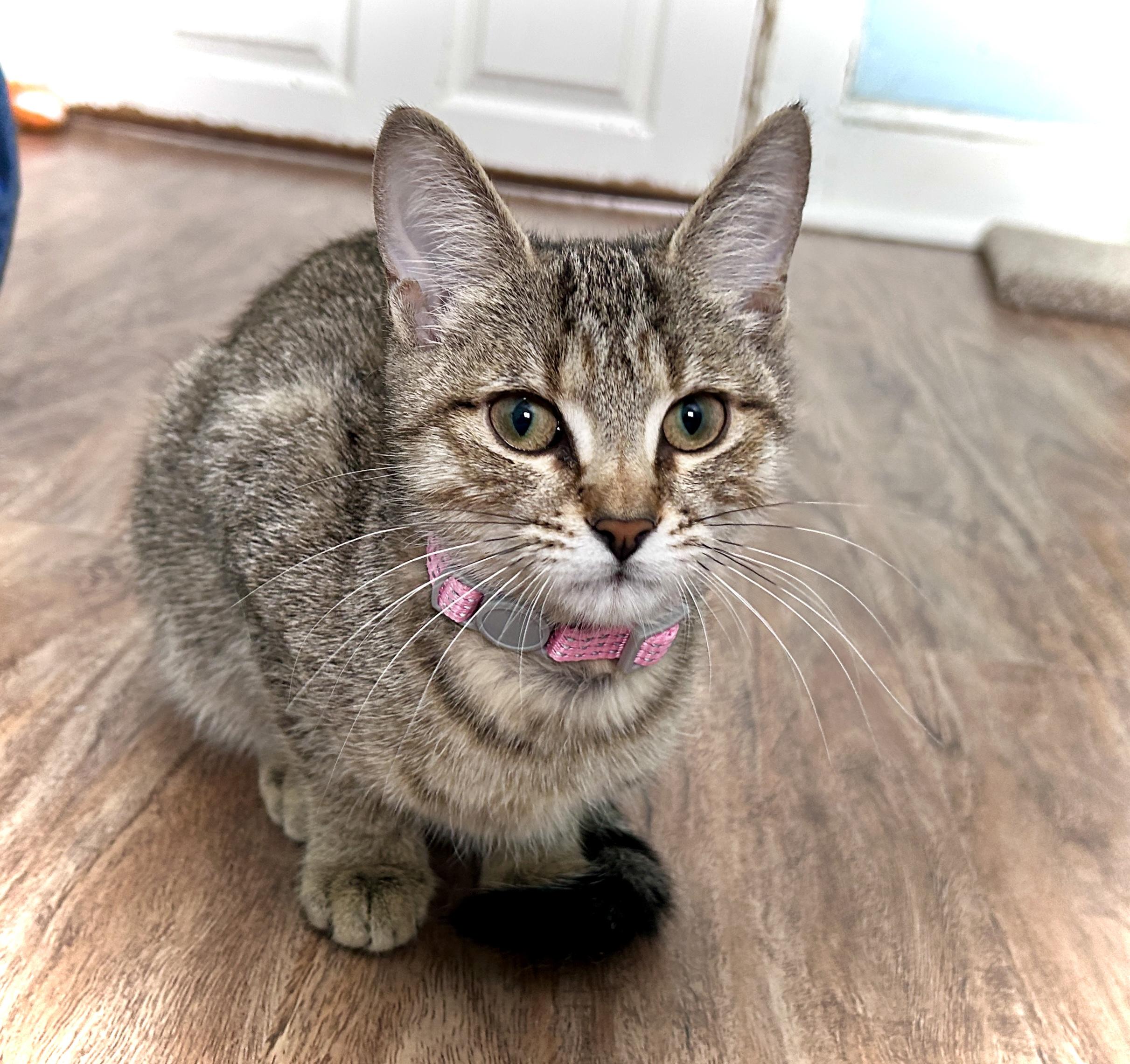 Enlarge Bambi, a ADOPTABLE Domestic Short Hair in Guelph, ON image 3/4