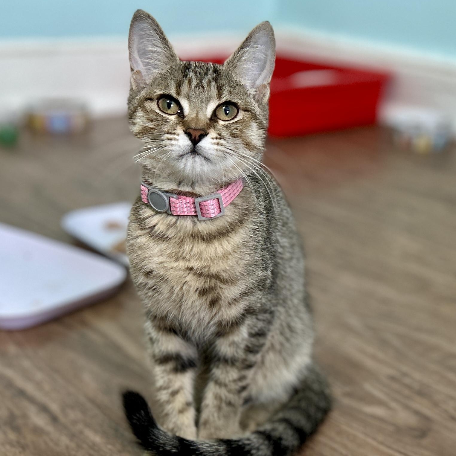 Enlarge Bambi, a ADOPTABLE Domestic Short Hair in Guelph, ON image 1/4