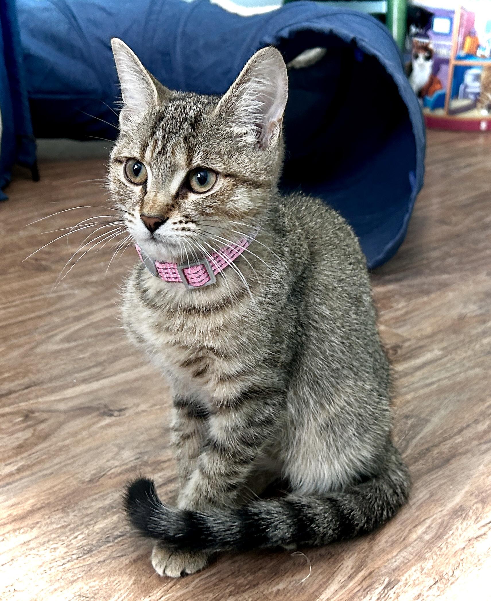 Enlarge Bambi, a ADOPTABLE Domestic Short Hair in Guelph, ON image 4/4