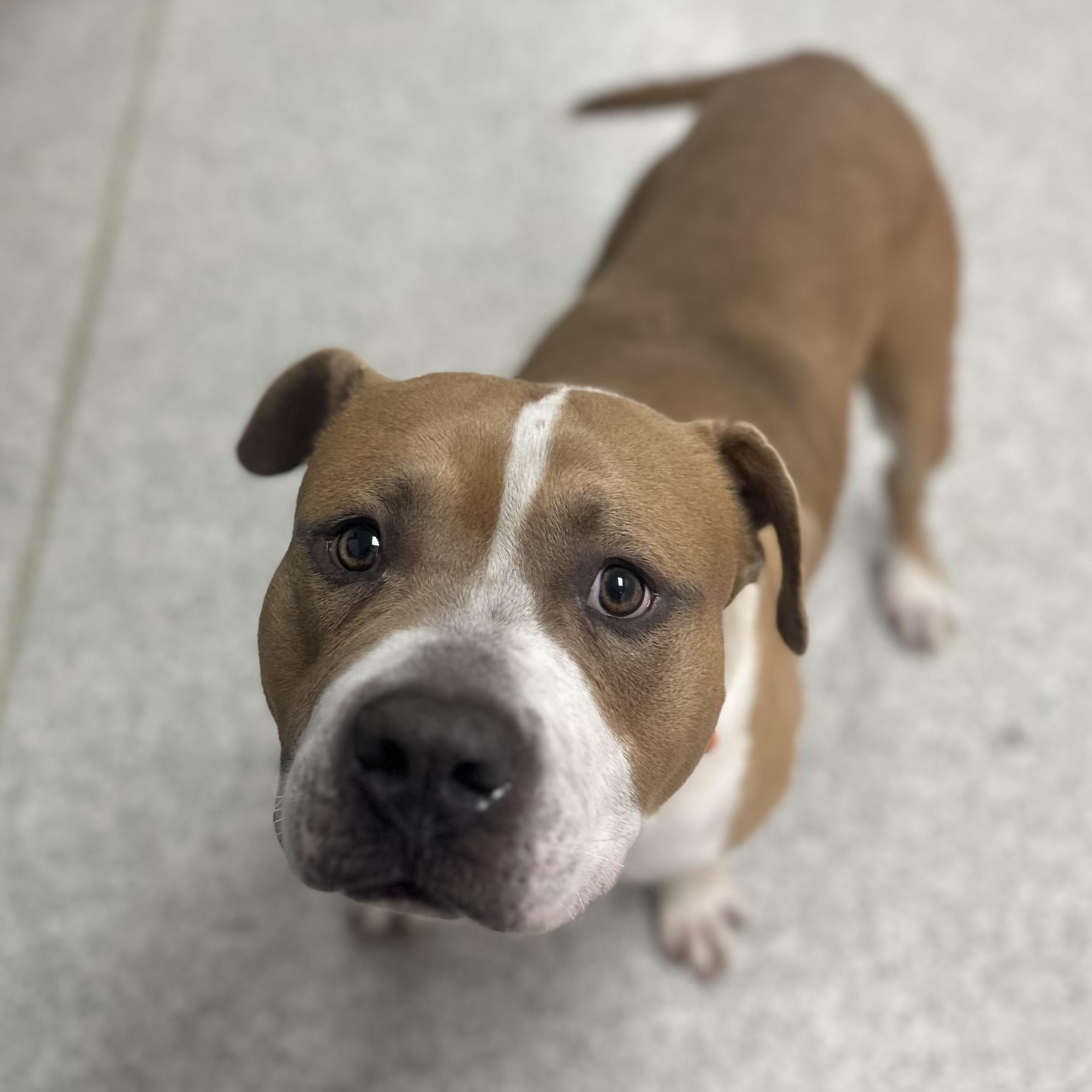 Paul, Adult Male Mixed Breed