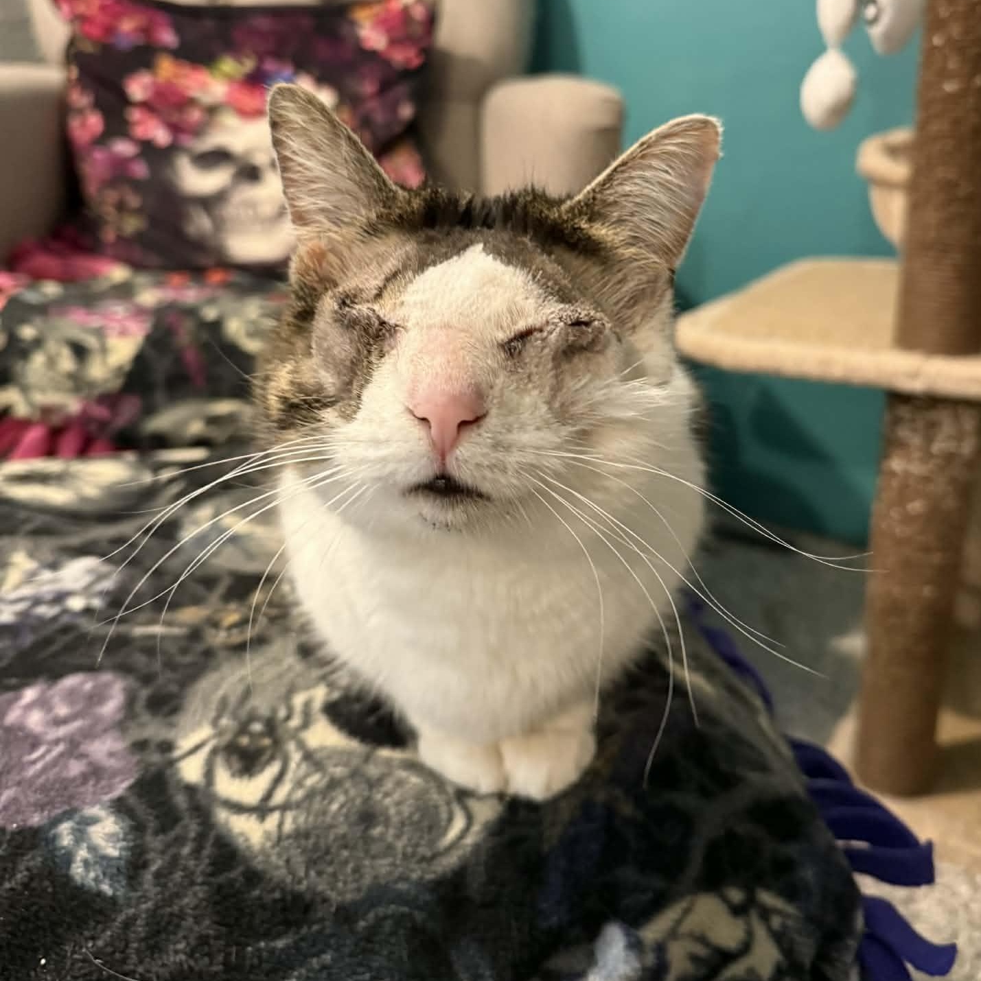 Enlarge Gertrude, a ADOPTABLE mixed breed in Antioch, CA image 2/4