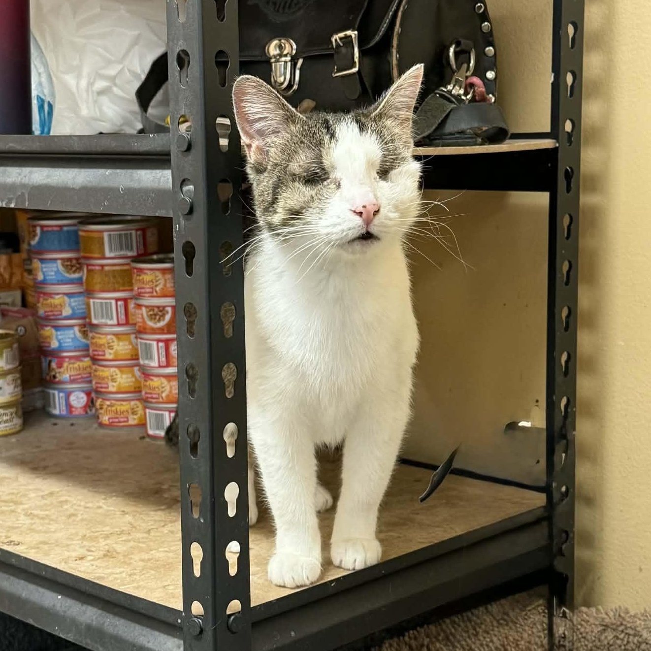 Enlarge Gertrude, a ADOPTABLE mixed breed in Antioch, CA image 1/5