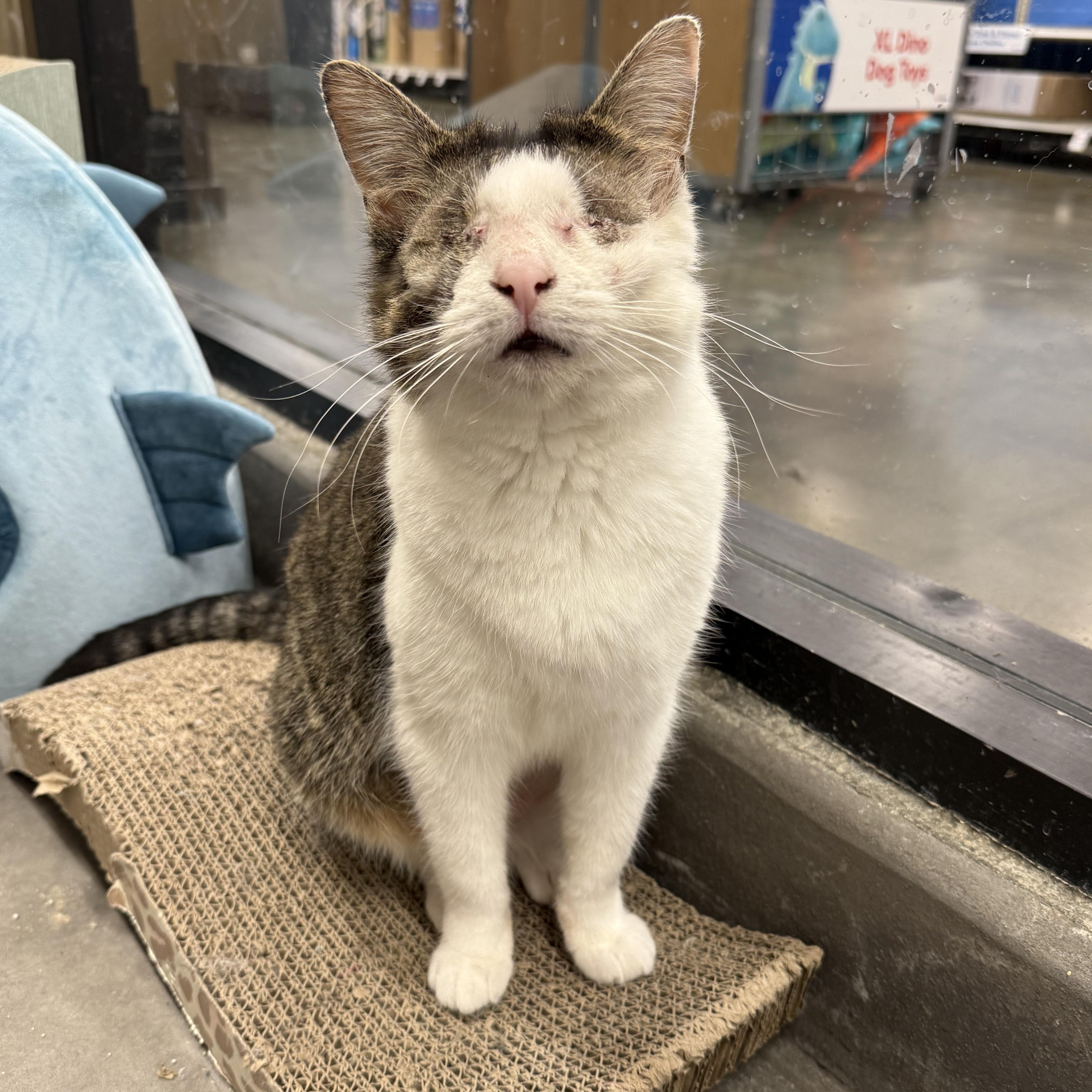 Gertrude, ADOPTABLE, Adult Female Domestic Short Hair.