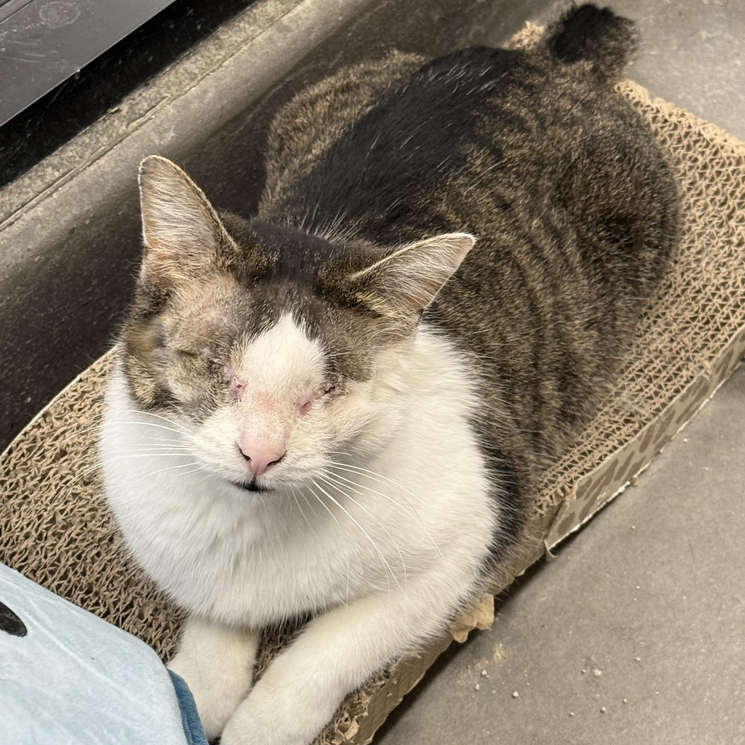 Enlarge Gertrude, a ADOPTABLE mixed breed in Antioch, CA image 3/4