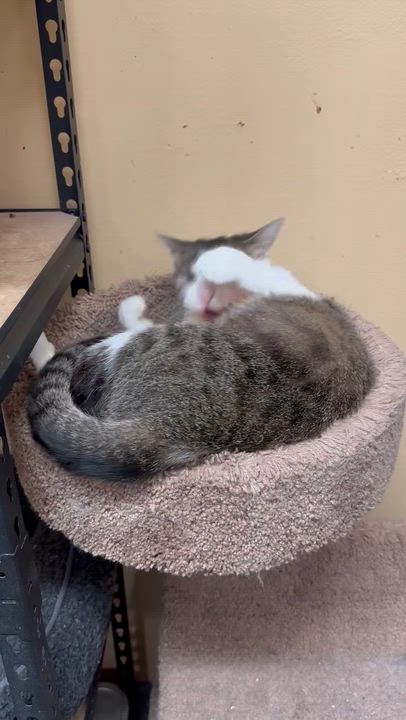 Enlarge Gertrude, a ADOPTABLE mixed breed in Antioch, CA video 4/4