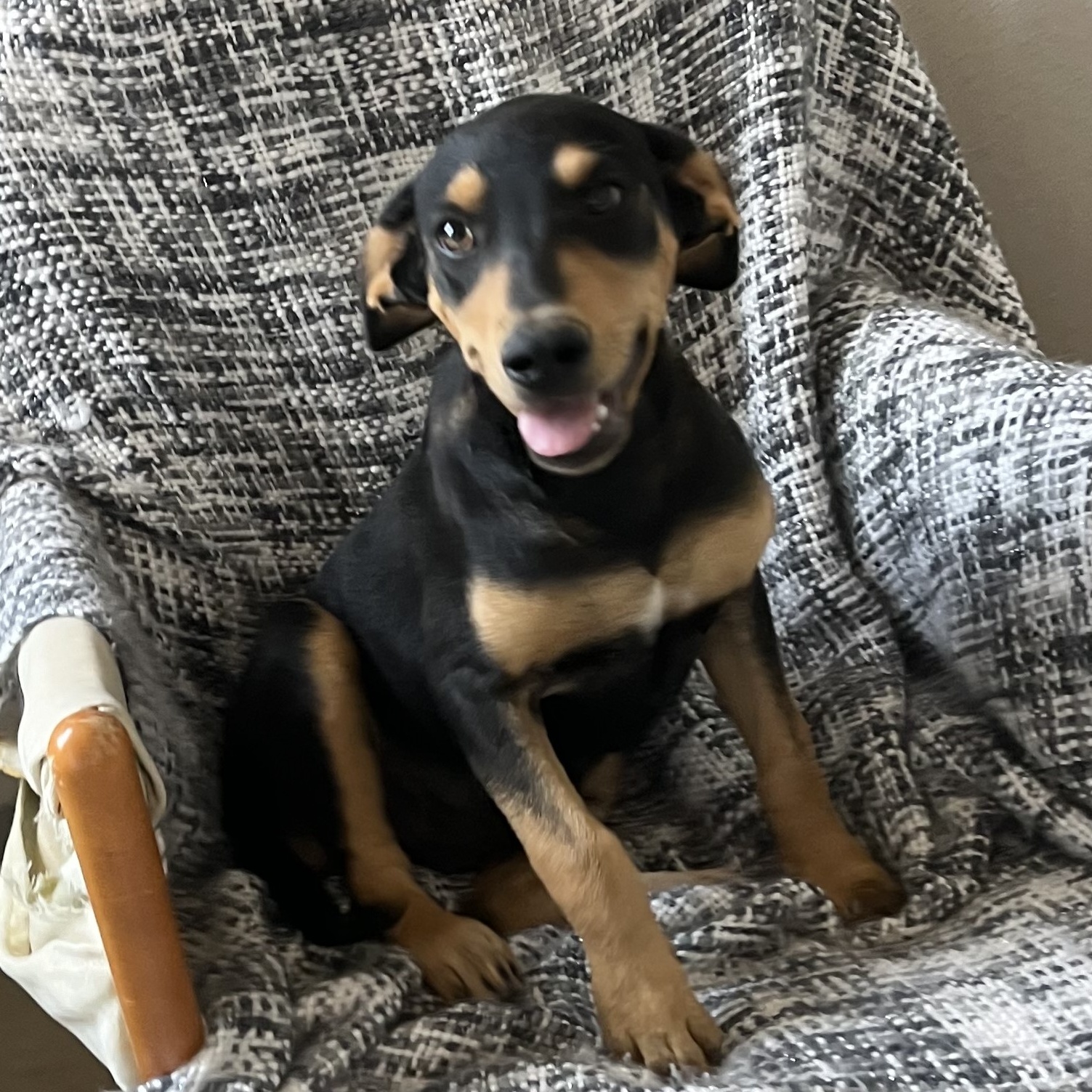 Rocket, Young Male Black Labrador Retriever