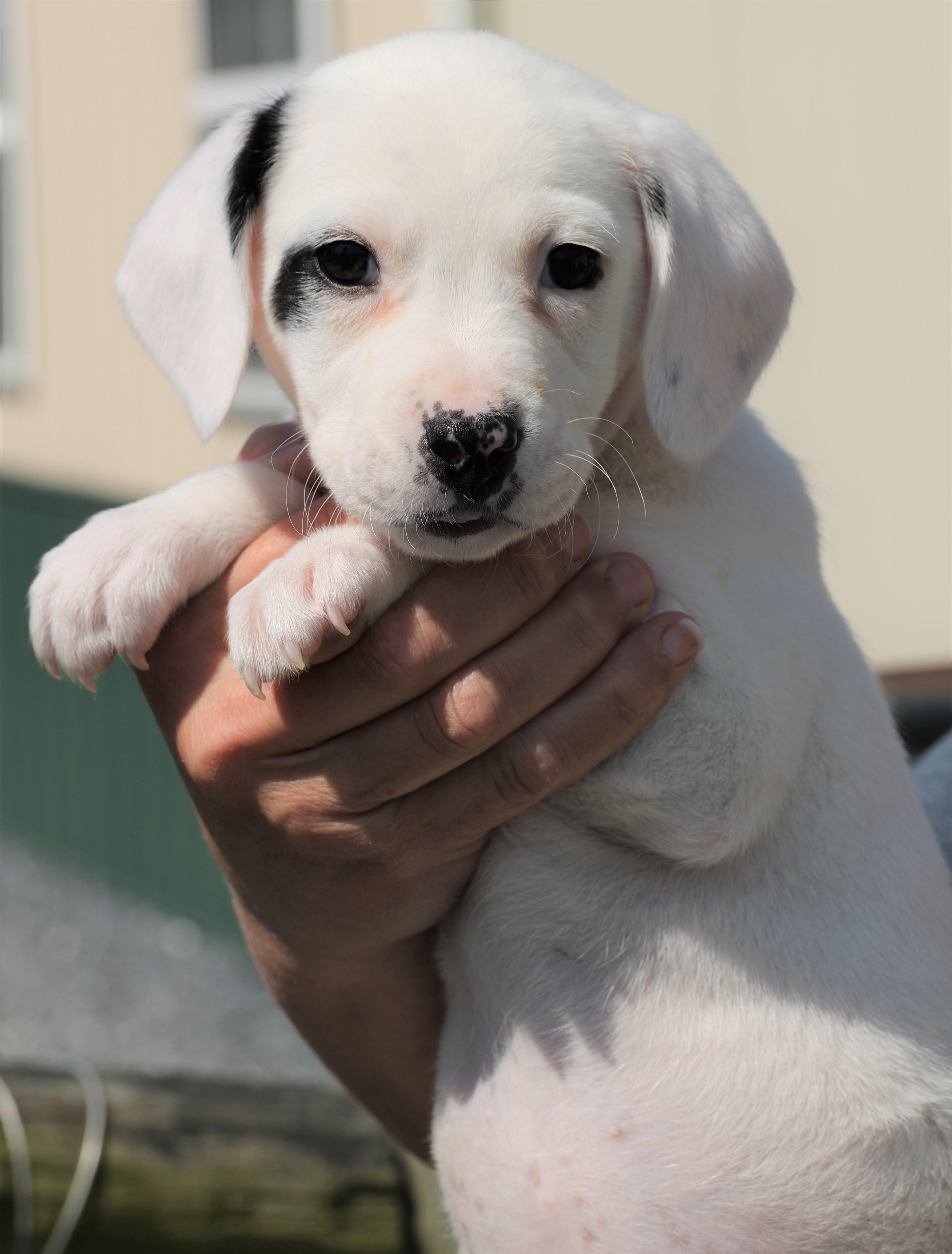 Enlarge Poppy - Available! www.LHAR.dog to apply!, an adoptable mixed breed in Frederick, MD image 3/5