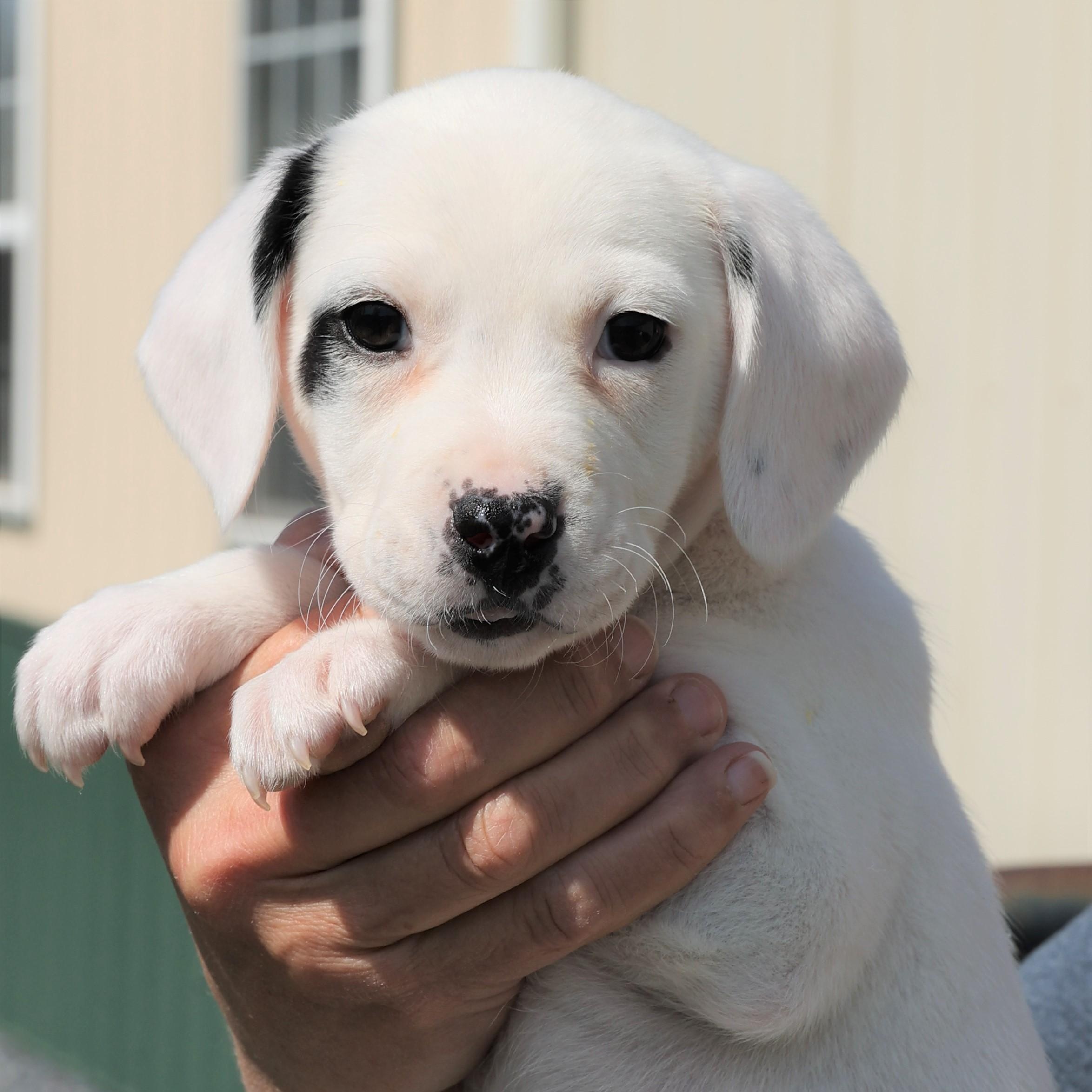 Enlarge Poppy - Available! www.LHAR.dog to apply!, an adoptable mixed breed in Frederick, MD image 2/5