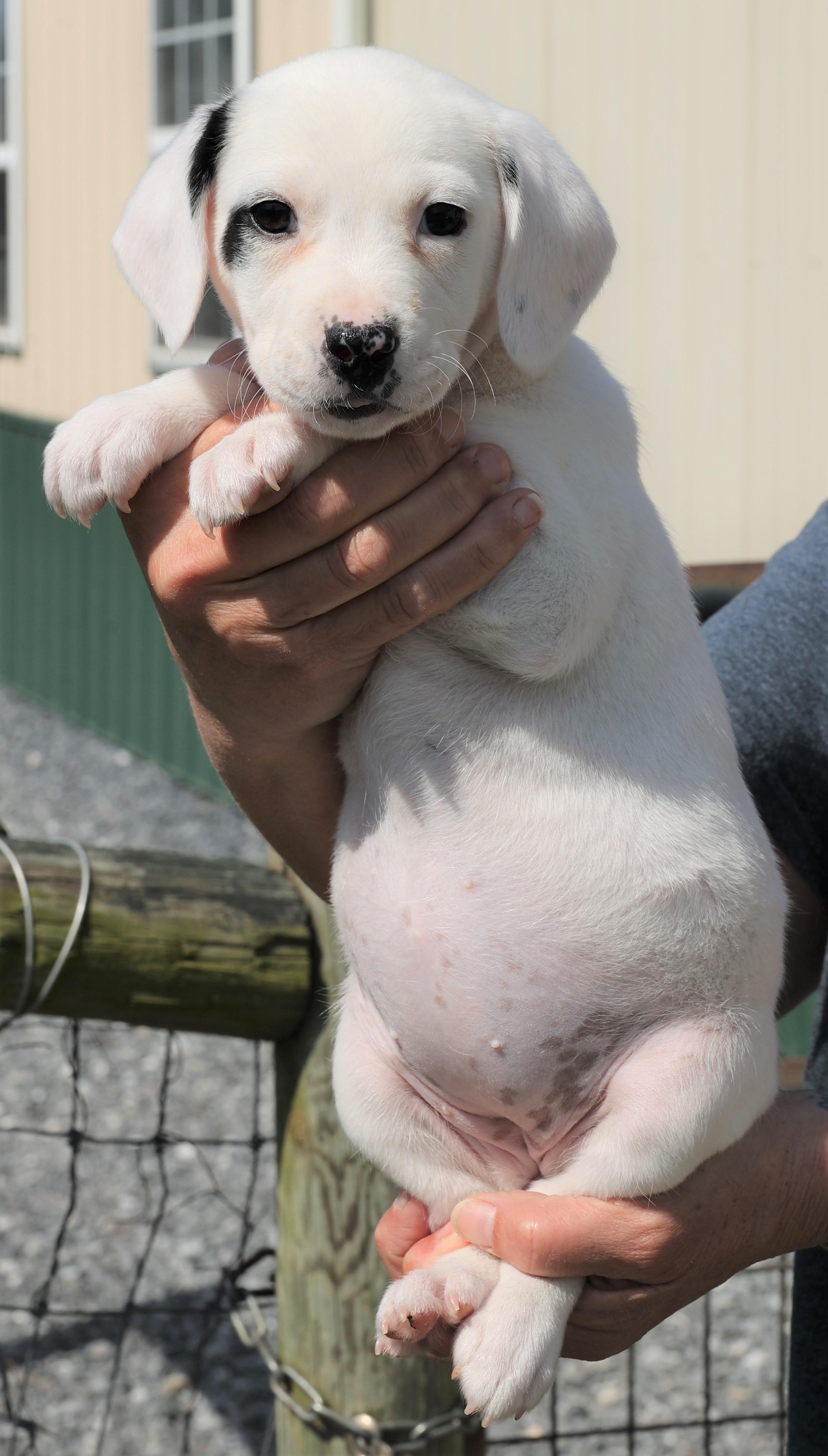 Enlarge Poppy - Available! www.LHAR.dog to apply!, an adoptable mixed breed in Frederick, MD image 4/5