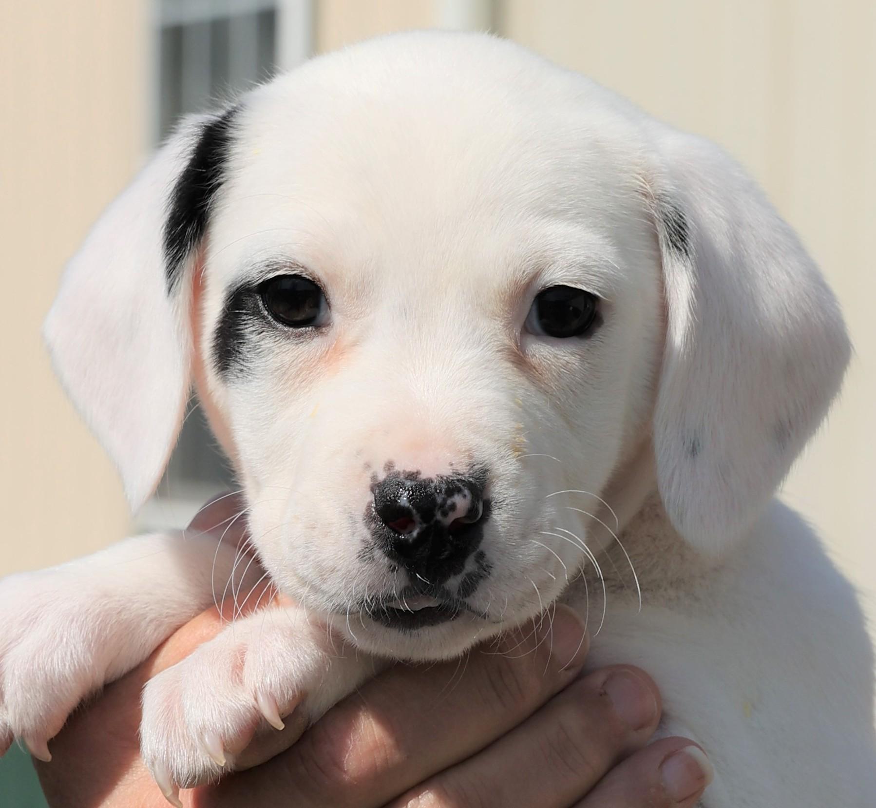 Poppy - Available! www.LHAR.dog to apply!, adoptable, Puppy Female Terrier & Pug.