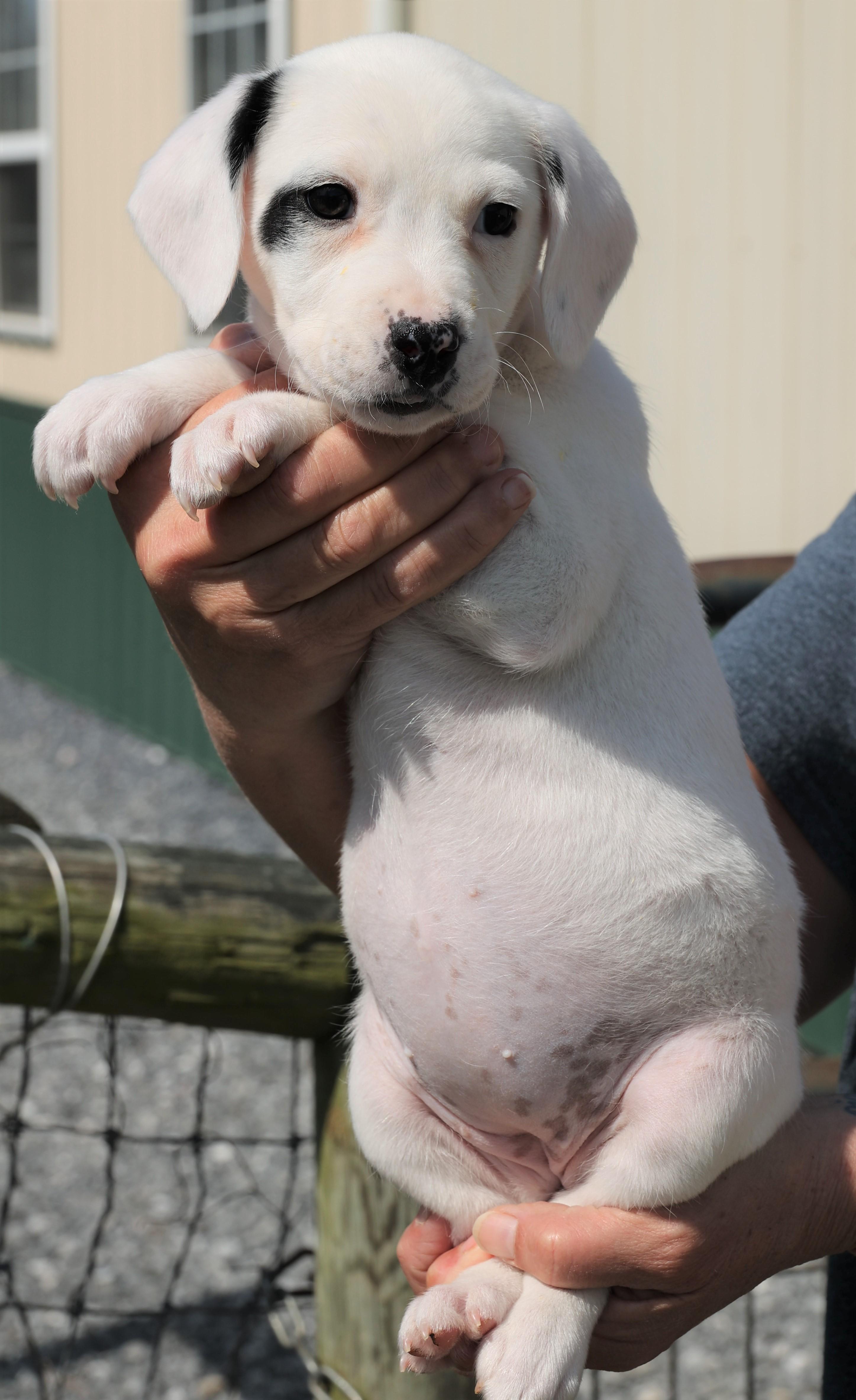 Enlarge Poppy - Available! www.LHAR.dog to apply!, an adoptable mixed breed in Frederick, MD image 5/5