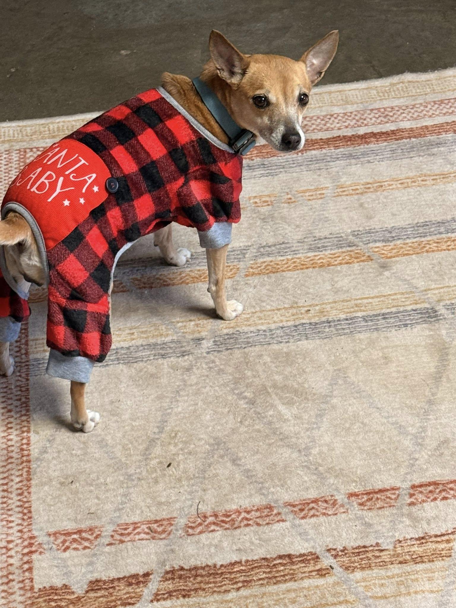 Enlarge Sophie C, a ADOPTABLE mixed breed in Indianapolis, IN image 4/4