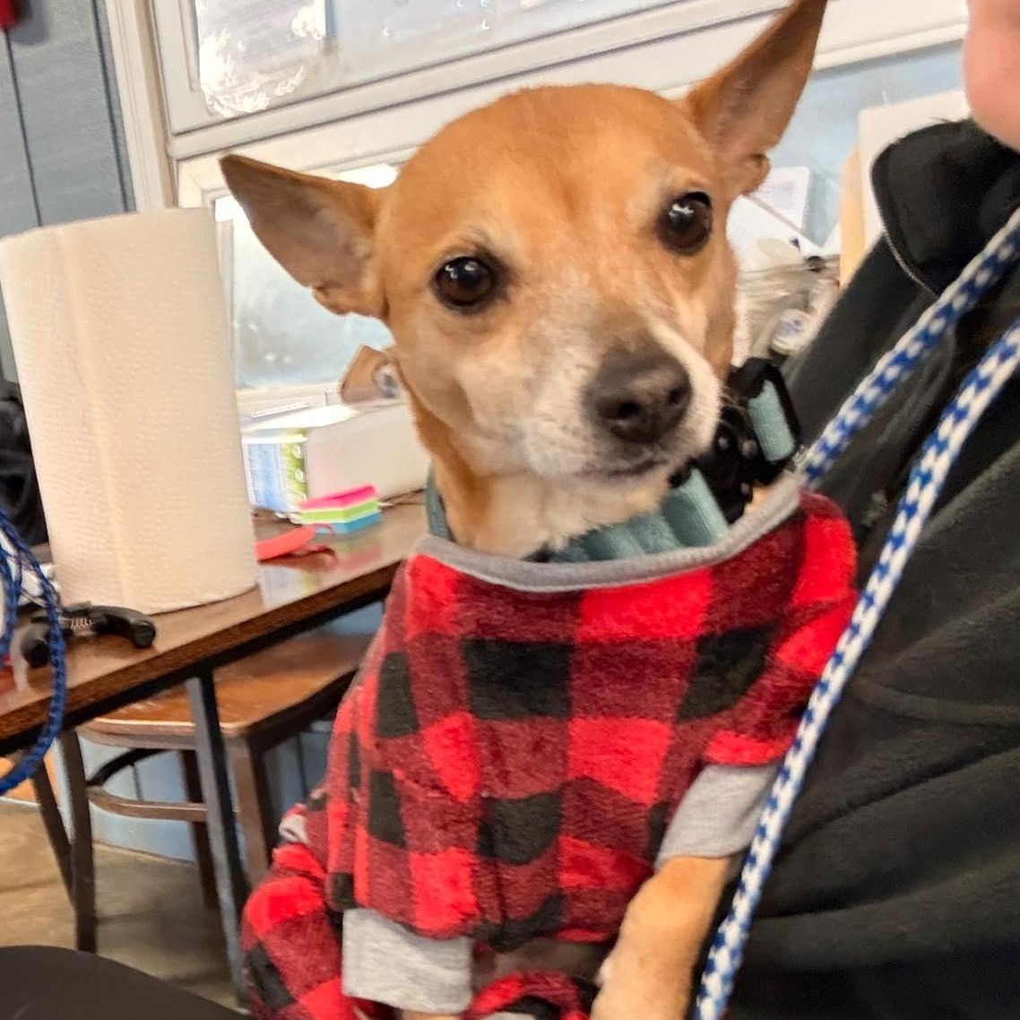 Enlarge Sophie C, a ADOPTABLE mixed breed in Indianapolis, IN image 2/4