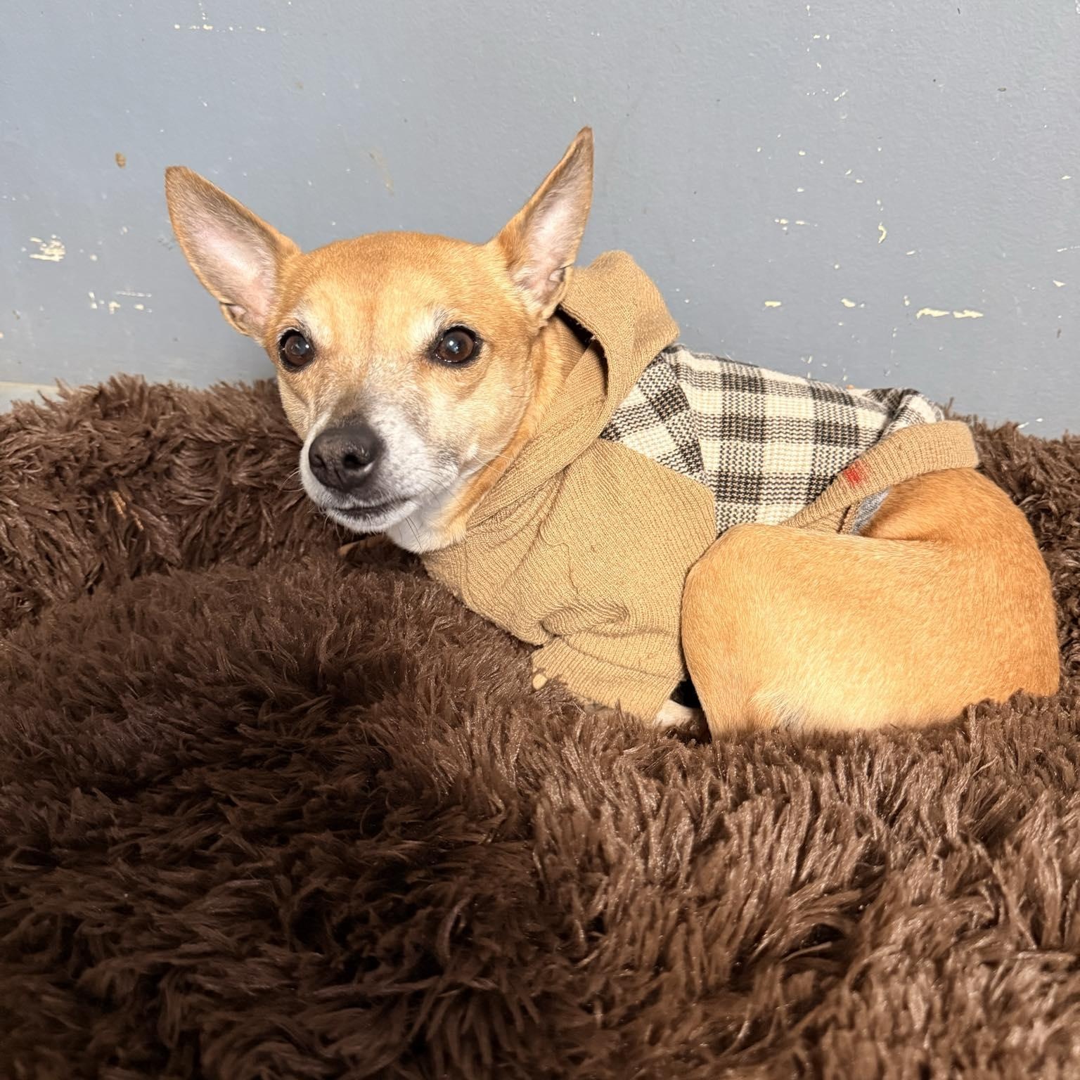 Sophie C, ADOPTABLE, Adult Female Chihuahua.