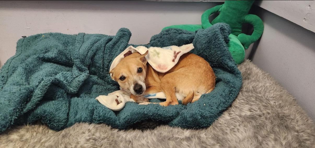 Enlarge Sophie C, a ADOPTABLE mixed breed in Indianapolis, IN image 3/4