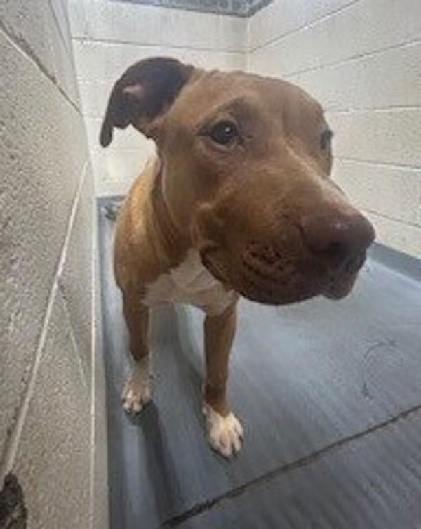 26-04-1052b Bruno, Adoptable, Adult Male Pit Bull Terrier.