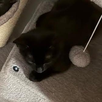 Enlarge Zabo C12538, a Adoptable Domestic Short Hair in Elk River, MN image 4/6